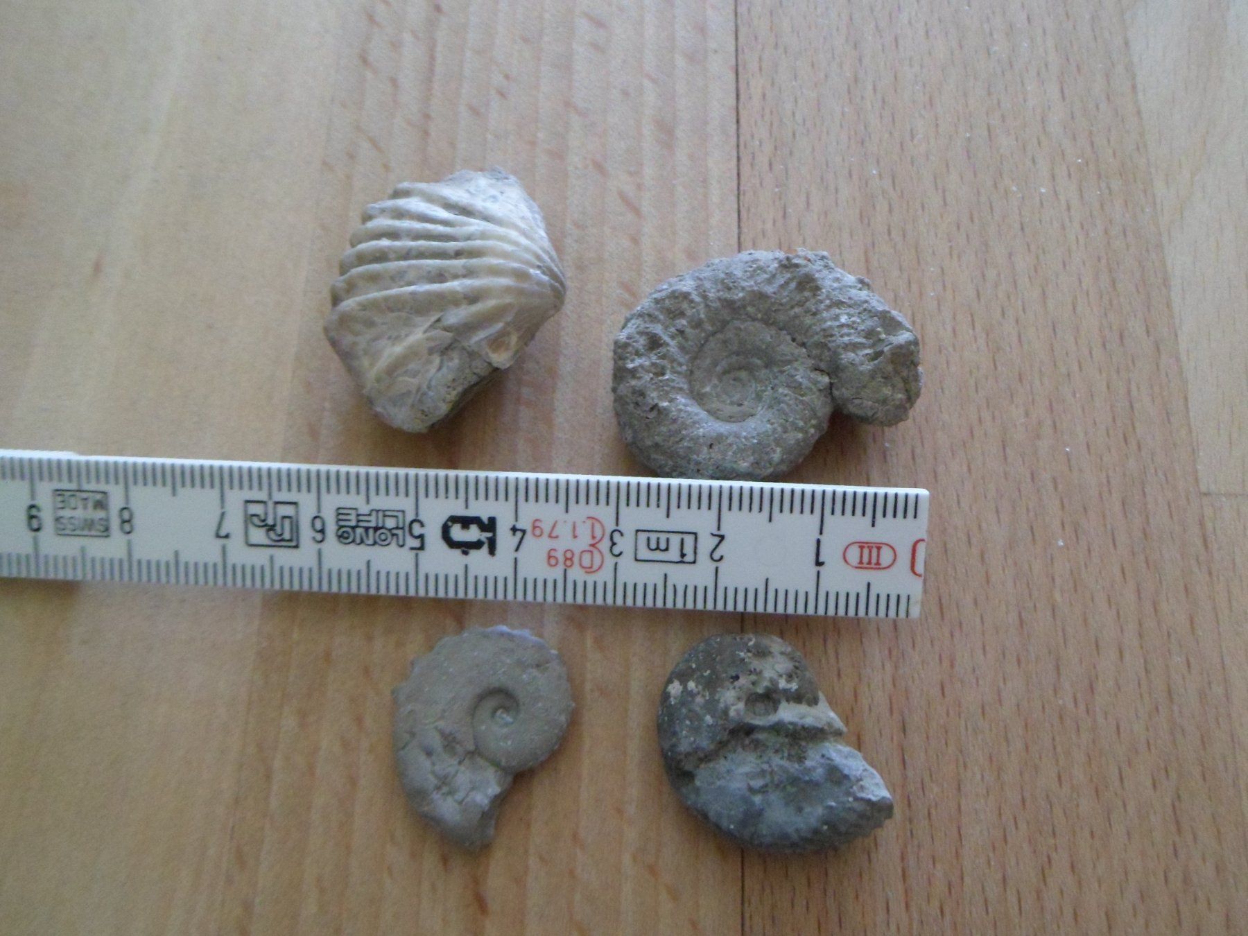 Fossiles: Fossilien Schweiz – D'occasion à Affoltern am Albis par Fossil60