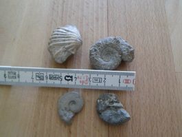 Fossilien Schweiz