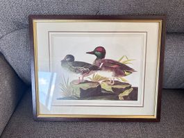 Quadro John James Audubon Riproduzione 32 x 26 cm