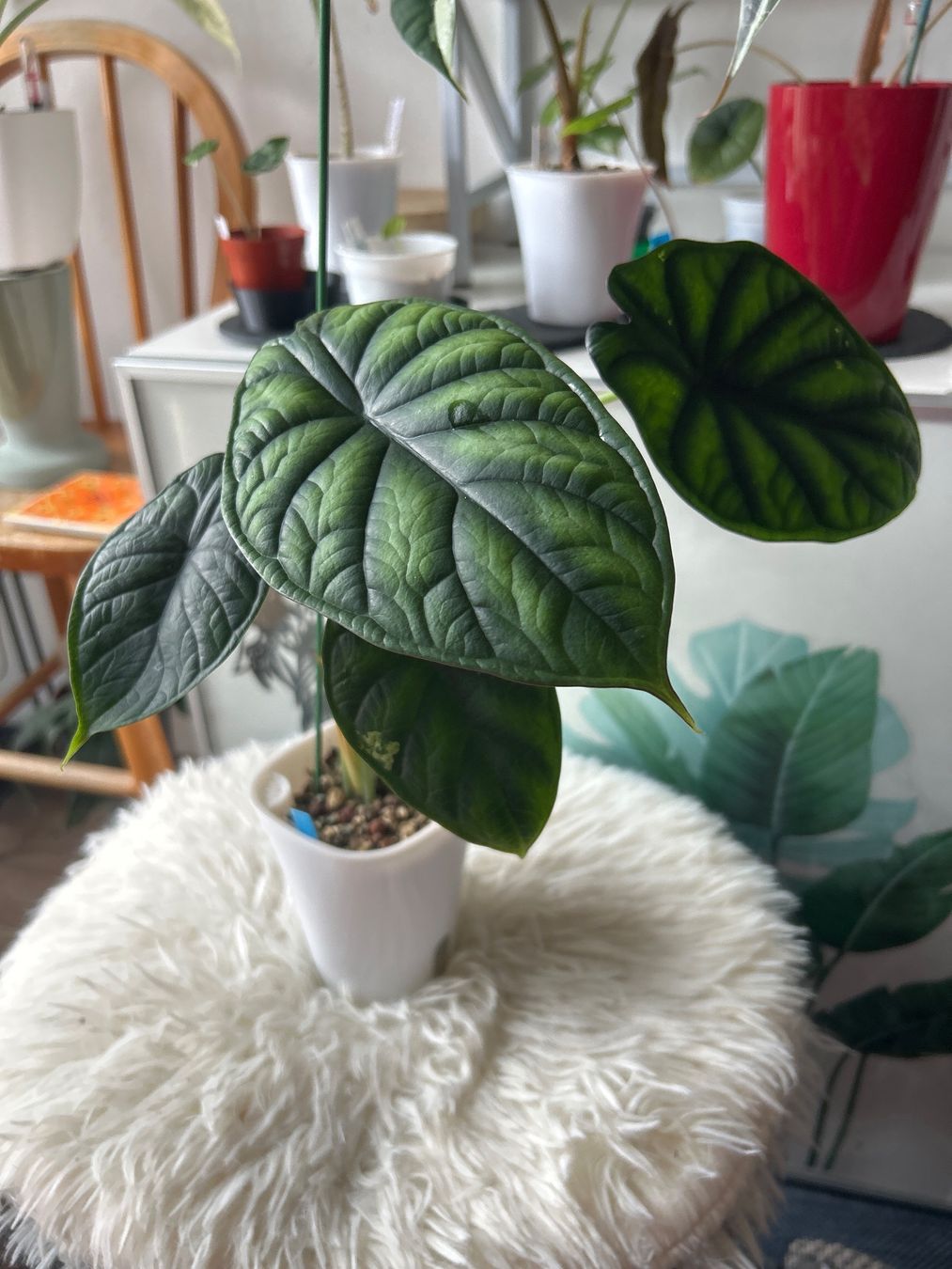 Piante & sementi: Alocasia Dragon Scale variegata Mint – Nuovo (secondo la descrizione) da Scherzingen venduto da Elefantenohr.ch