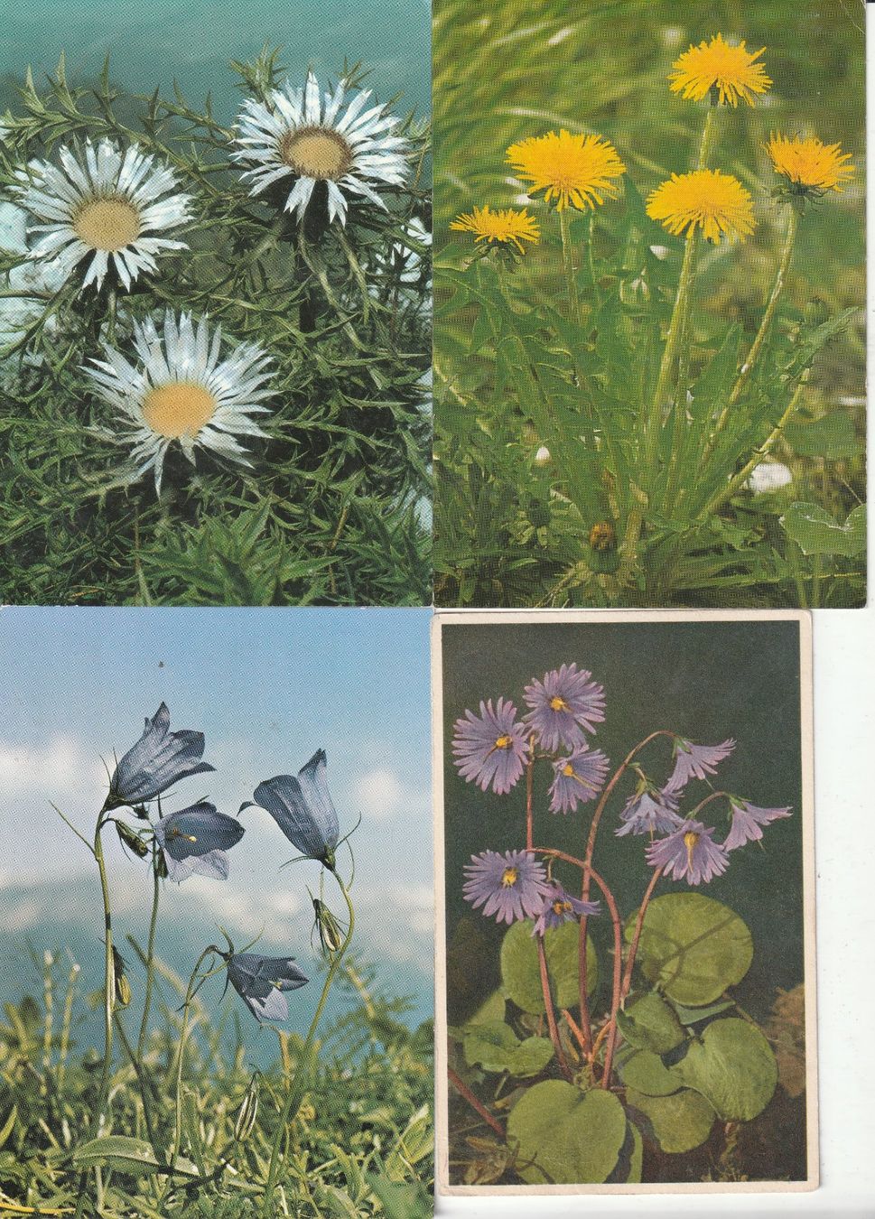 Ansichtskarten: 40 Diverse Blumenkarten – Gebraucht aus Lumbrein von made02 6