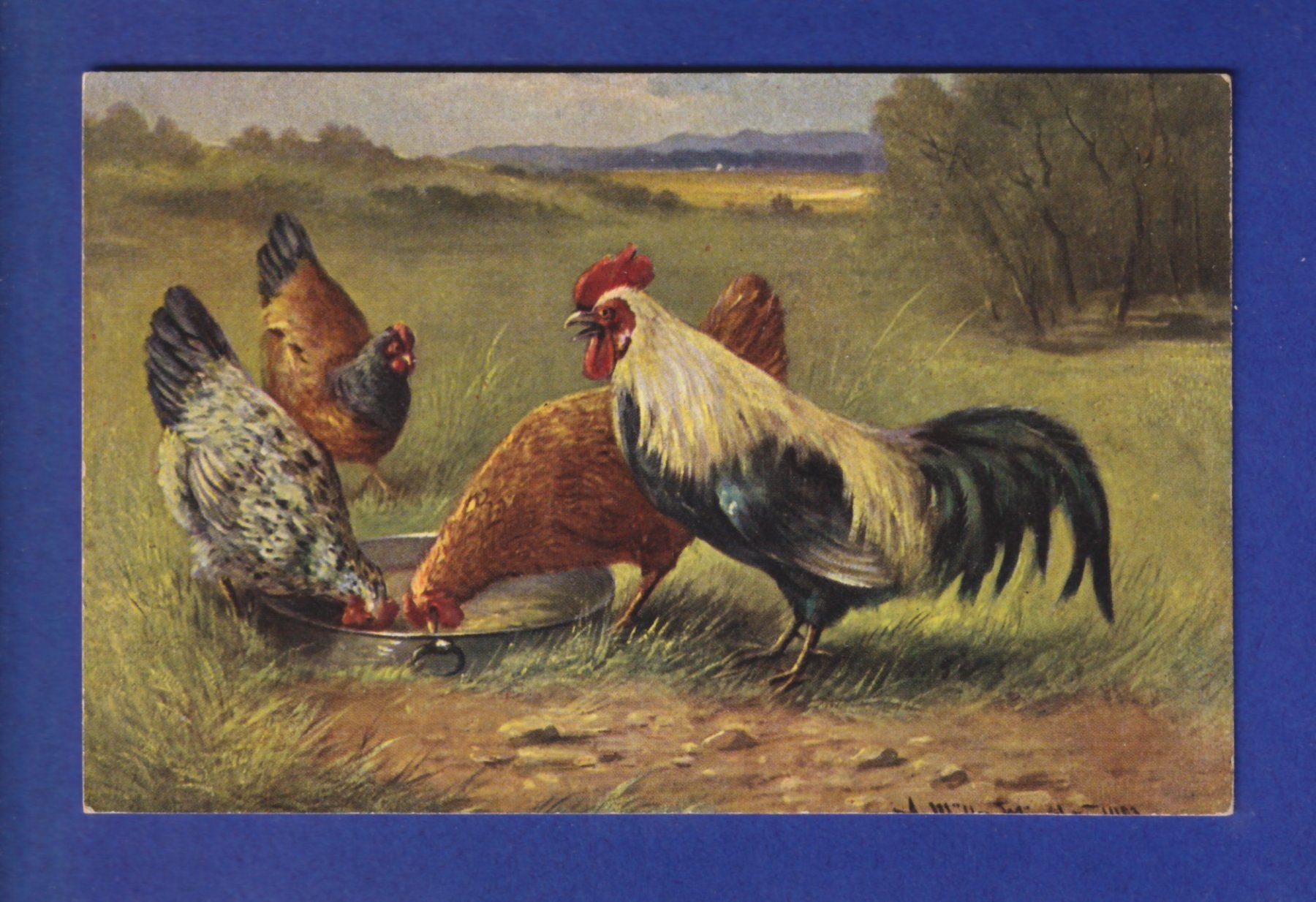 Cartes postales: OISEAU - Coq et poules – D'occasion à Pully par nicecards-shop