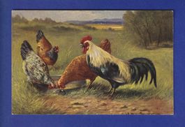 OISEAU - Coq et poules