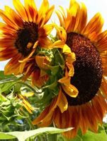 30 SAMEN Sonnenblume "Herbst Schönheit " GRAINES SEMI SEEDS