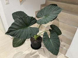 Alocasia ‚Regal Shields‘