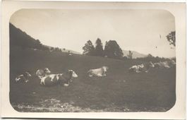 Landwirtschaft/Alpwirtschaft 1920 Kühe BE/FR/VD/NE?
