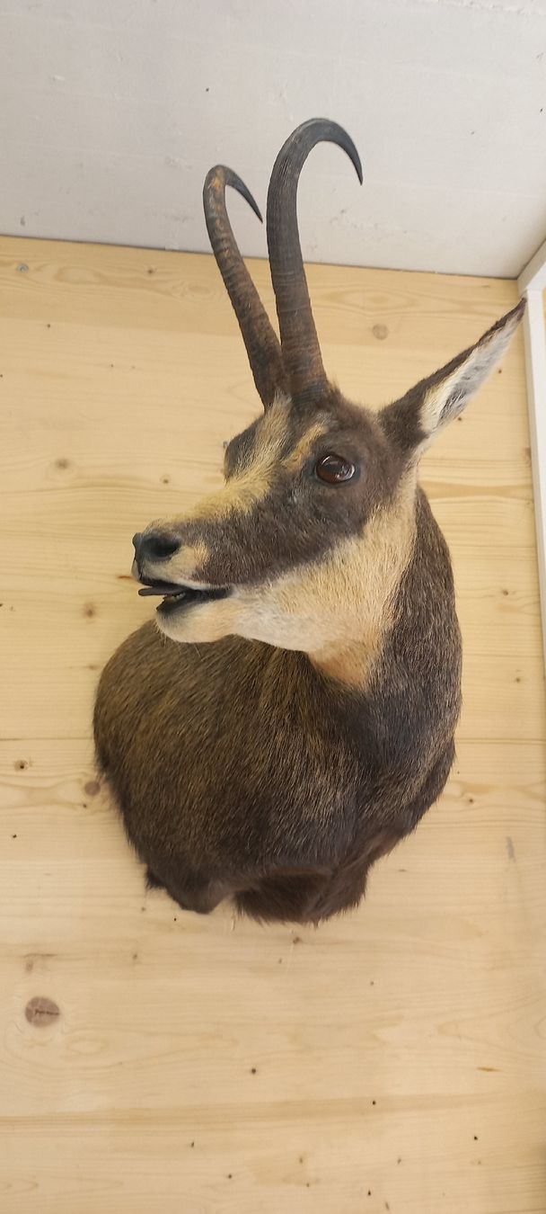 Welt der Tiere: Gamsbock – Gebraucht aus Mollis von Resel1985 1