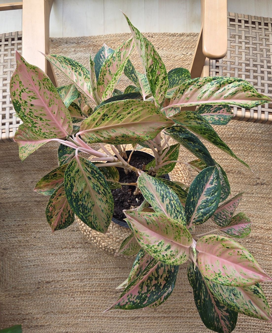 Pflanzen & Samen: Aglaonema (ca. 53cm) – Gebraucht aus Zürich von wile_coyote 1