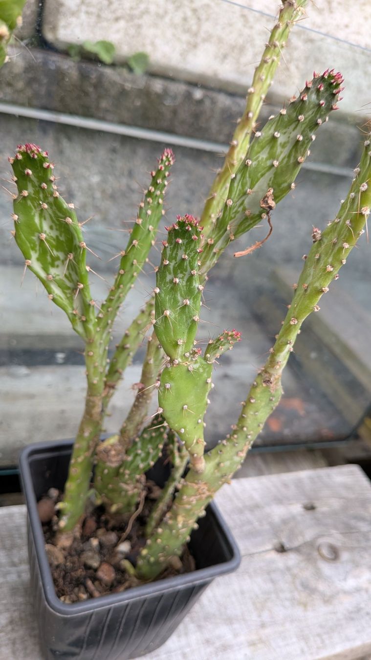 Pflanzen & Samen: Kaktus Opuntia 2 verschiedene – Gebraucht aus Horw von Rebuho 2