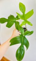 🔥Philodendron Florida Ghost