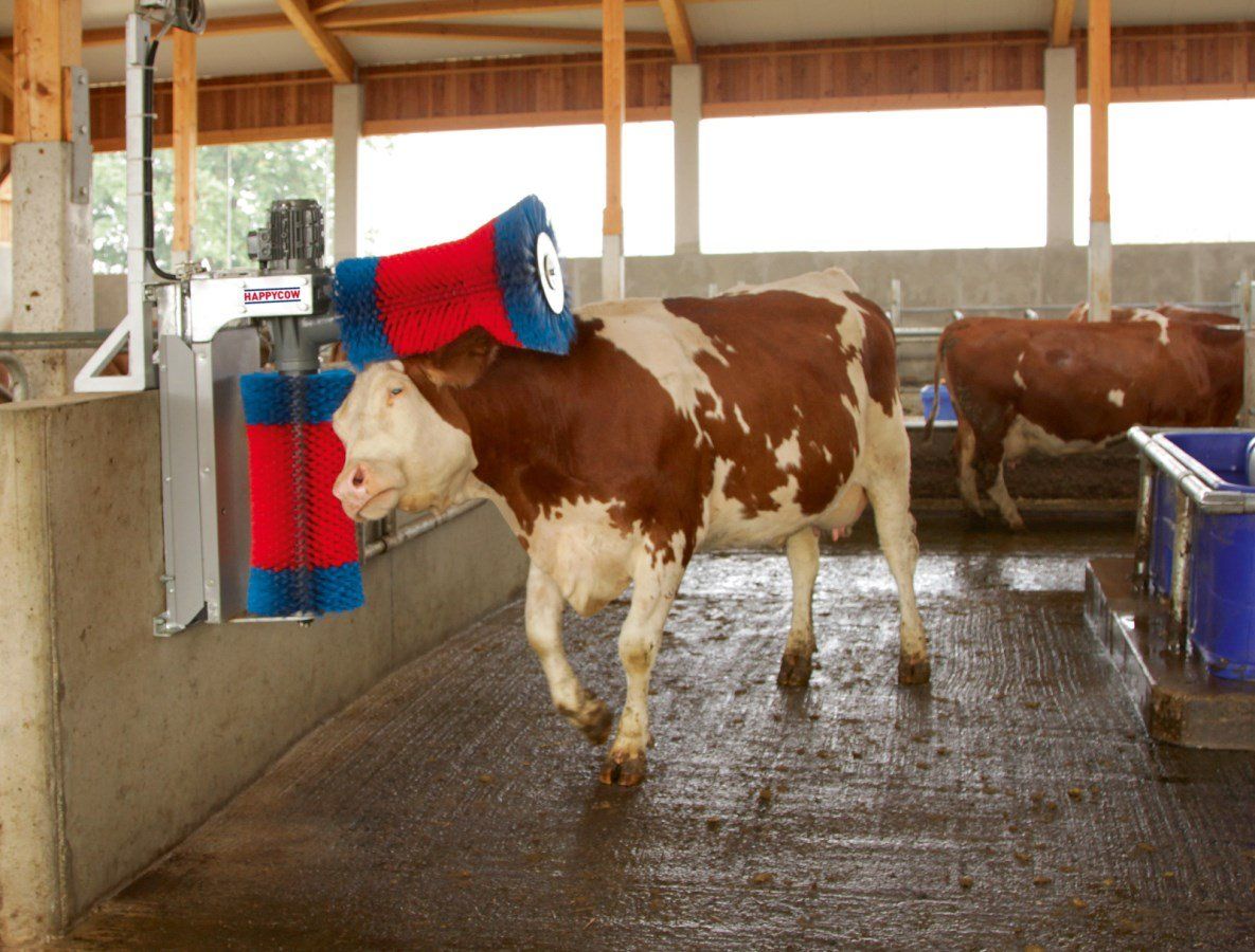 Altre attrezzature per stalle: Kratzbürste Happycow Duo – Usato da Wuppenau venduto da patrick-buehler