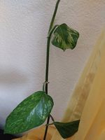 Epipremnum pinnatum Marble Green