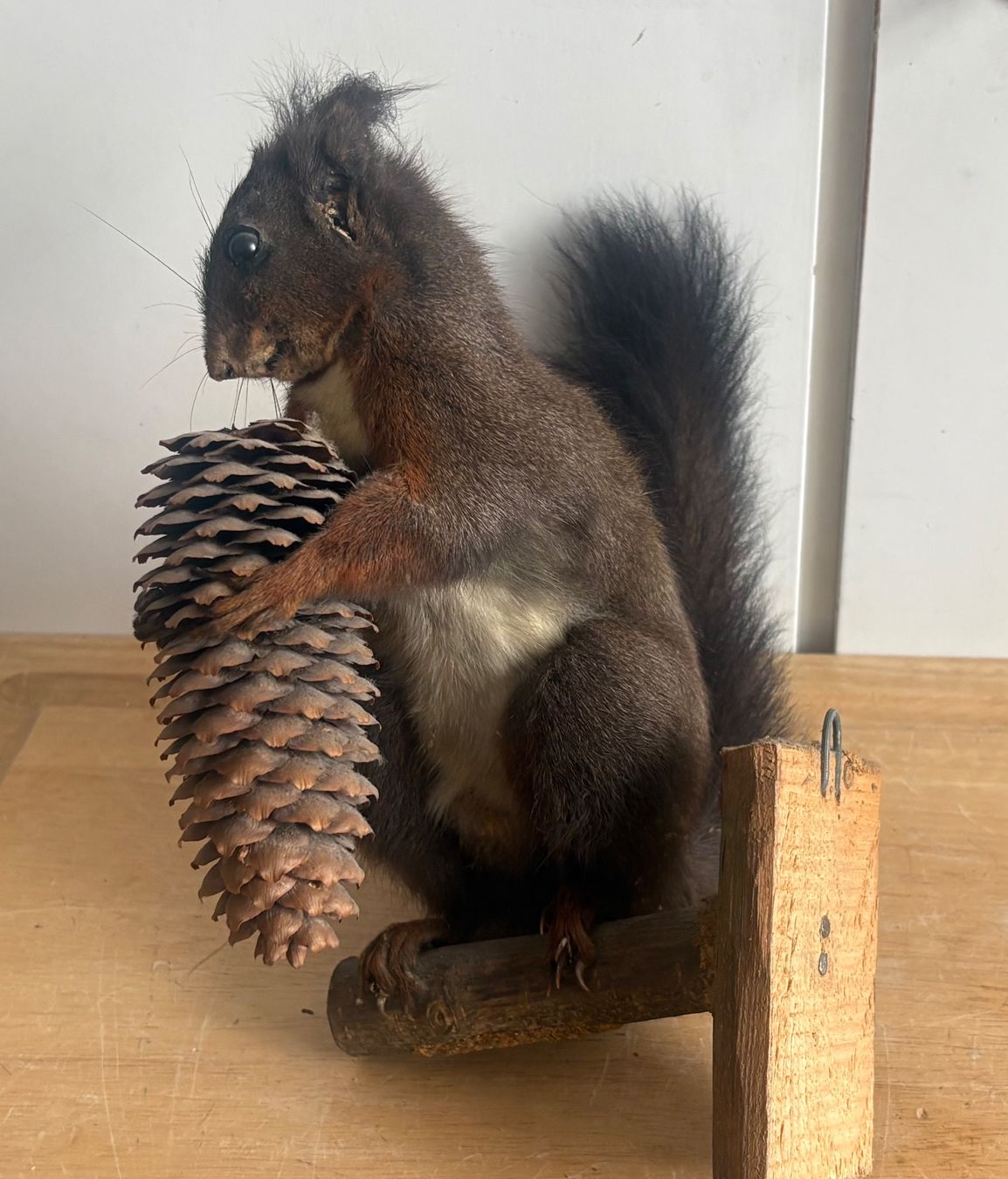 Il mondo degli animali: Präparations Eichhörnchen mit Tannenzapfen – Usato da Frick venduto da Rukki 5