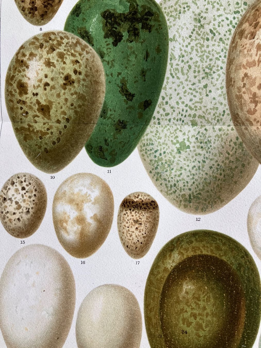 Grafica & Litografie: Eier europäischer Vögel 2 Lithographie – Usato da Basel venduto da papageientulpe 1