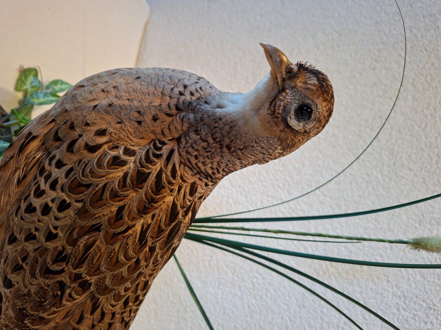 Il mondo degli animali: Rebhuhn – Usato da Wünnewil venduto da Boschung1 2