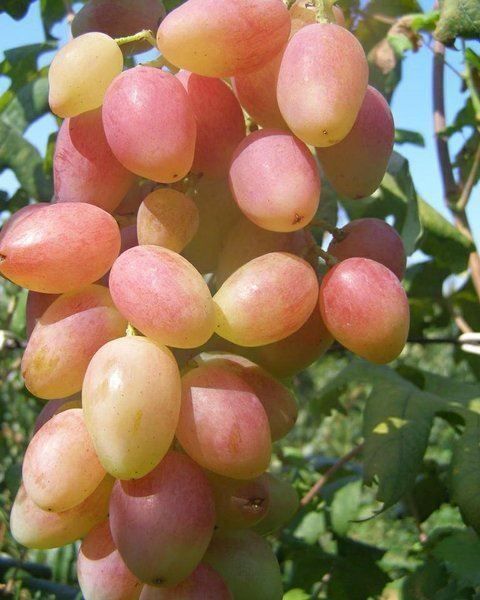 Piante & sementi: Vigne Raisin de collection ANGELICA plan – Nuovo (secondo la descrizione) da Bremblens venduto da FIBONACCI369