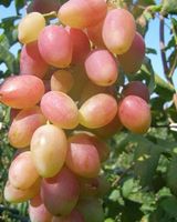 Vigne Raisin de collection ANGELICA plan