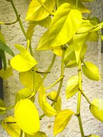 Scindapsus Aureum Neon - leuchtend gelb - stark & robust