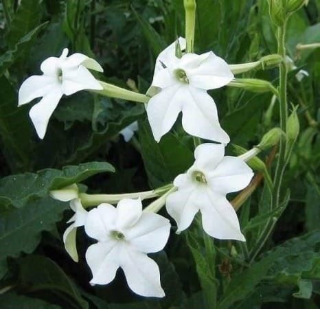Piante & sementi: TABAC ODORANT AU JASMIN ! 20g – Nuovo (secondo la descrizione) da Bremblens venduto da FIBONACCI369 2