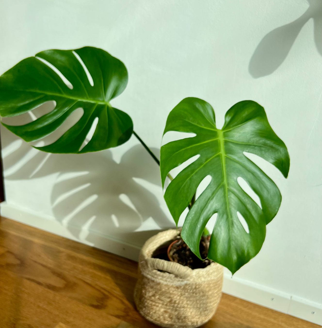 Pflanzen & Samen: Monstera Deliciosa😍 – Gebraucht aus Glattpark(Opfikon) von ste_n99y 2