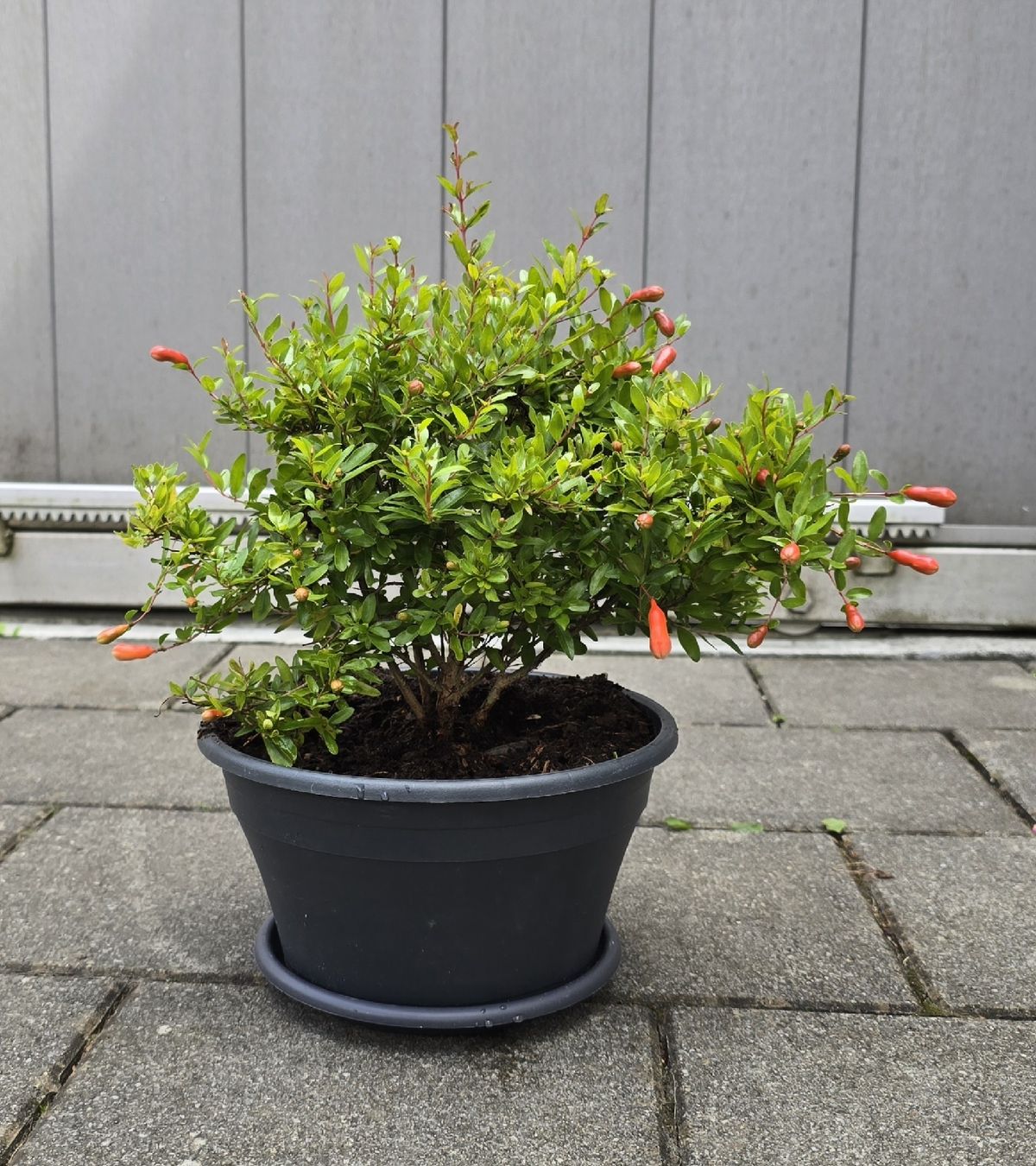 Piante & sementi: Blühende Granatapfel Bonsai Stil – Nuovo (secondo la descrizione) da Aarburg venduto da popkorn65 2