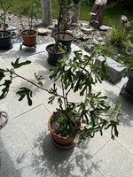 Feigenbaum inkl. Kübel