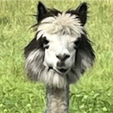 Profile image of PikkuMy