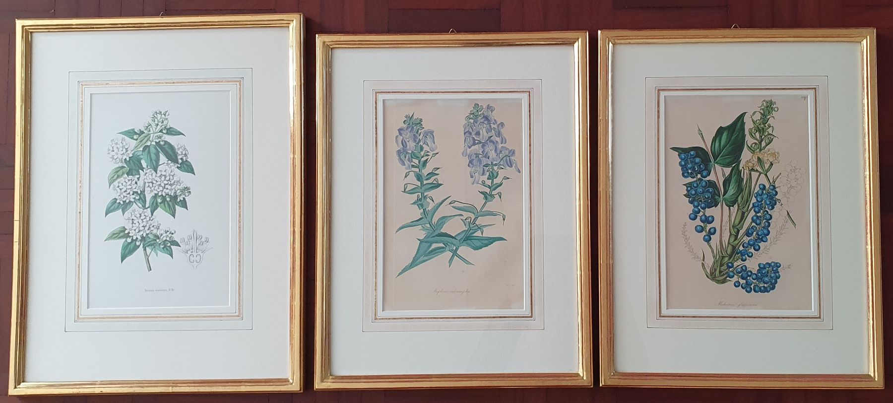Grafiken & Lithographien: 3 Botanik Bilder - Lithographie,  im Goldrahmen – Gebraucht aus Kreuzlingen von Rschweiz1