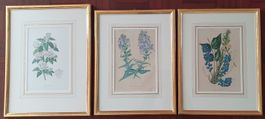 3 Botanik Bilder - Lithographie,  im Goldrahmen