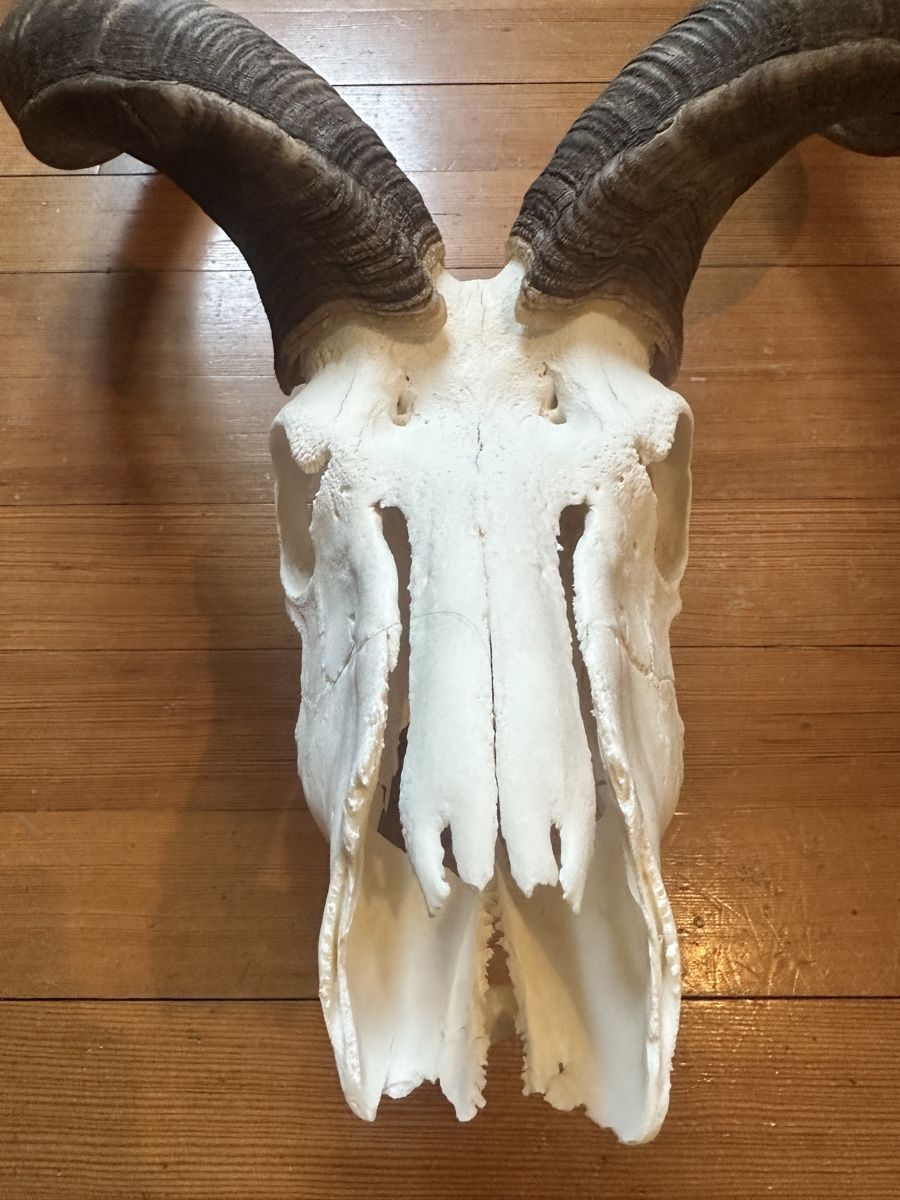 Altre raccolte & rarità: Kapitale Kudu Trophäe – Usato da Wallisellen venduto da andenmdd 5