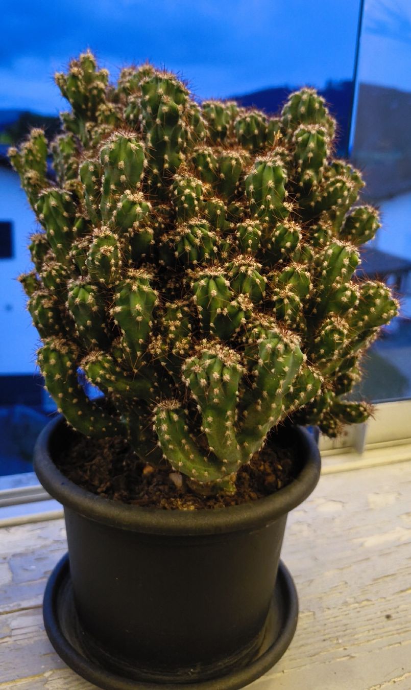 Plantes & graines: Kaktus im 15cm Topf – D'occasion à Konolfingen par S1000RR-Karin