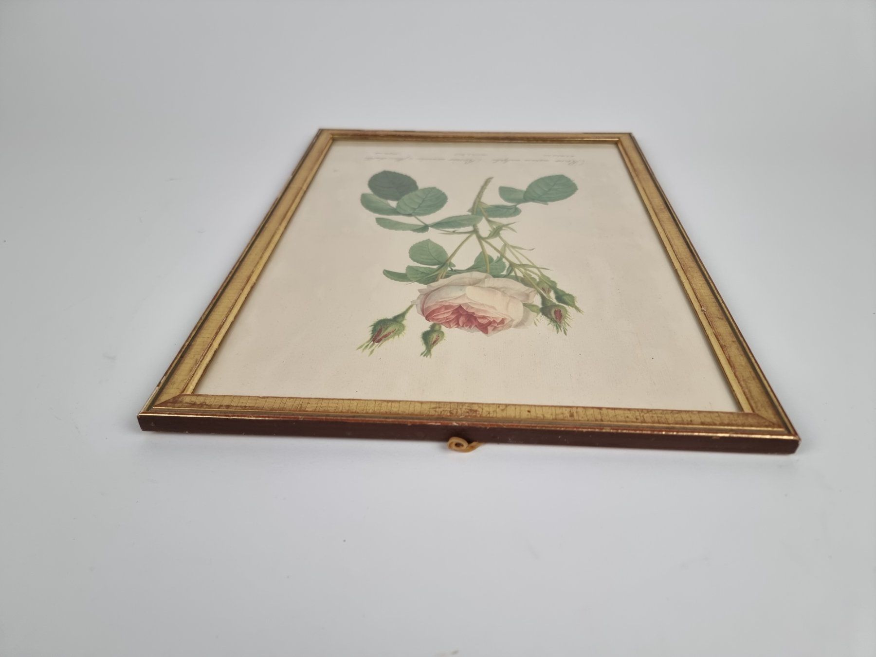 Foto & Immagini: Wandbild Rose – Usato da Urtenen-Schönbühl venduto da Restwert_Schoenbuehl 3