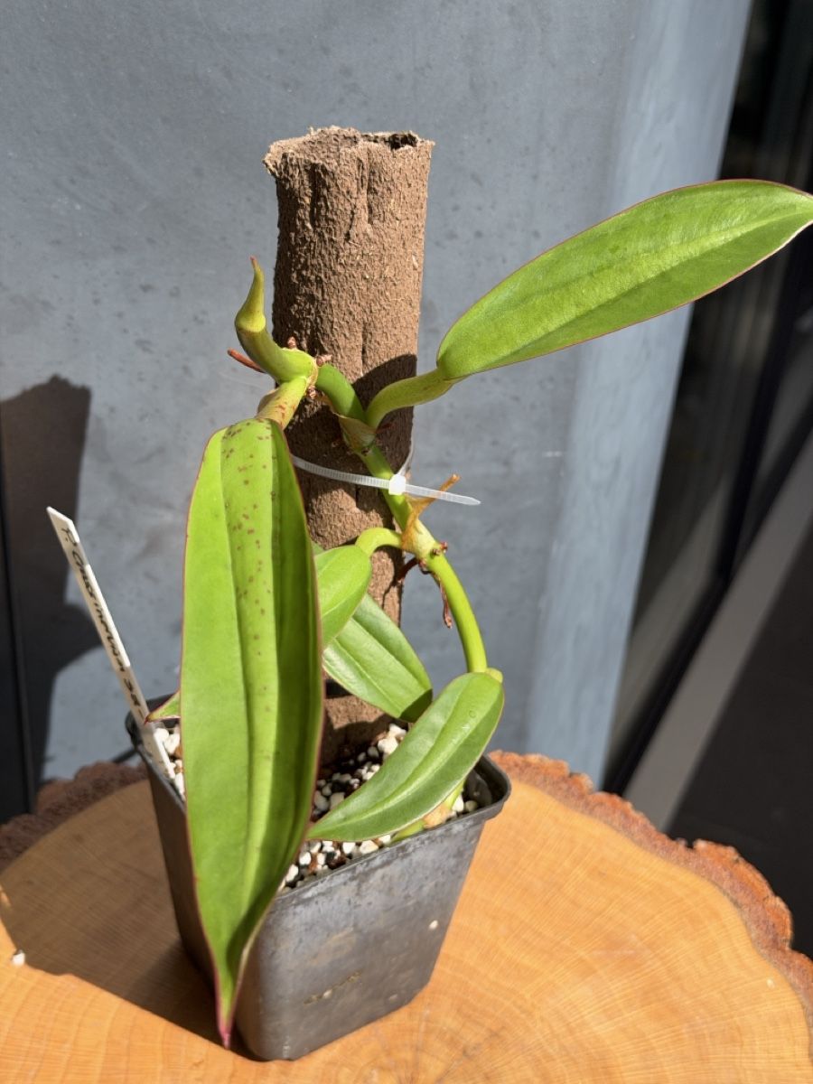 Piante & sementi: Philodendron Crassinervium  – Nuovo (secondo la descrizione) da Buchrain venduto da Stetoscop