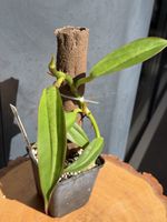 Philodendron Crassinervium 