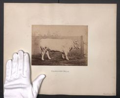 Fotografie Internationale Landwirtschaft