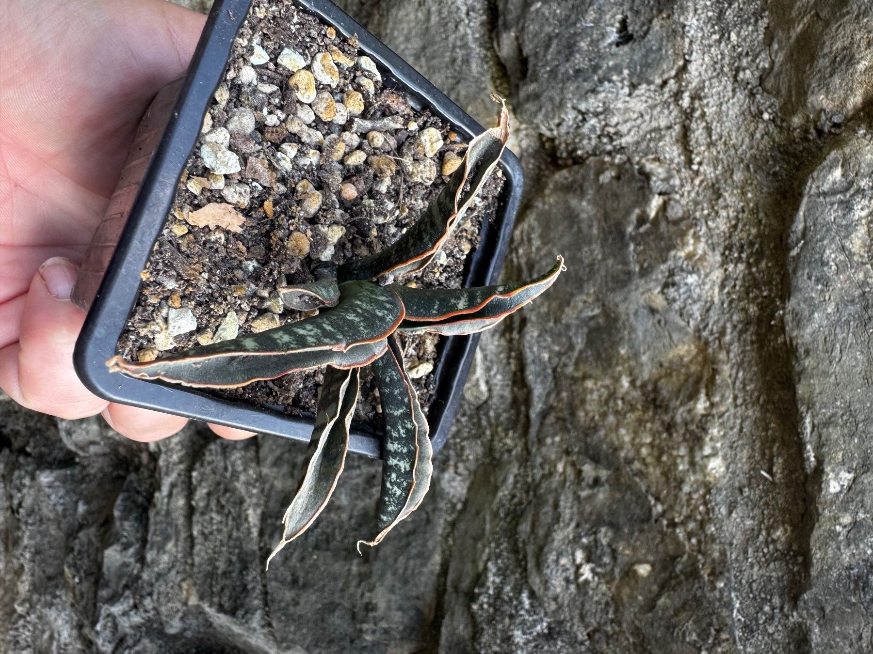 Pflanzen & Samen: Sansevieria Langue belle-mère variété non identifiee – Gebraucht aus Lajoux JU von Briard0 1