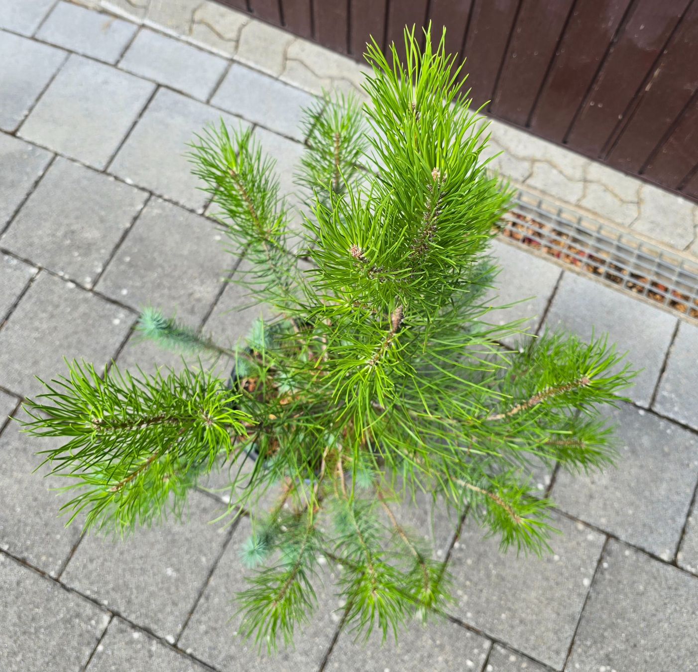 Pflanzen & Samen: Pinus silver crest 🌲 – Gebraucht aus Aarburg von popkorn65 1