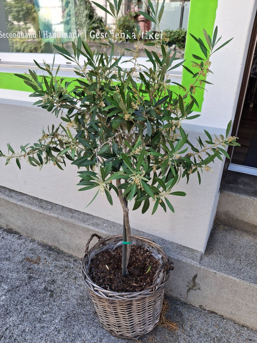 Pflanzen & Samen: Olivenbaum – Gebraucht aus Oberhofen am Thunersee von katka99