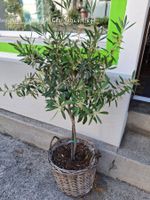 Olivenbaum