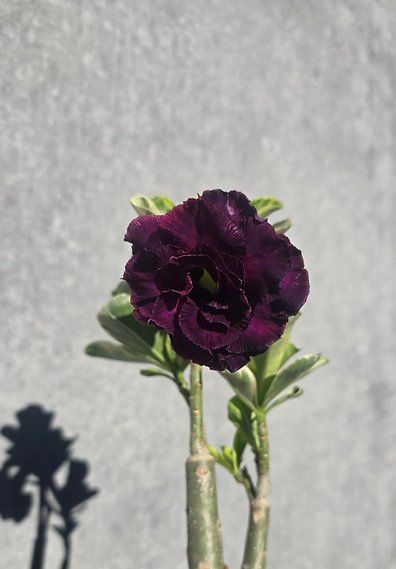 Piante & sementi: Adenium Variegata Violett – Nuovo (secondo la descrizione) da St.Erhard venduto da Plumilandschweiz 3