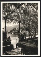 Ascona, Albergo Elvetia Clycine Blüte, 