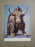 AK Kunst Tiere Color Fritz Hug Yak