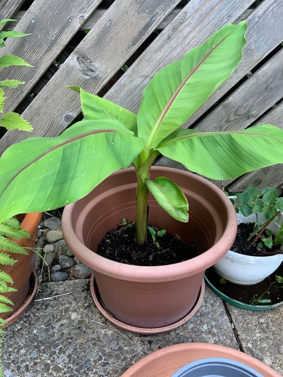 Bananen Baum Kaufen auf Ricardo