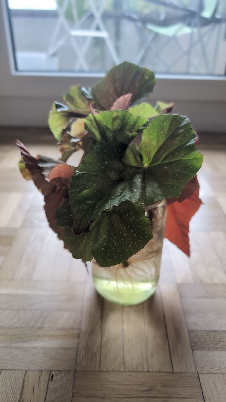 Pflanzen & Samen: Angel Wing Begonia Stecklinge – Gebraucht aus Wallisellen von ali_x62p