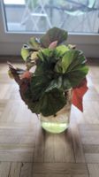Angel Wing Begonia Stecklinge