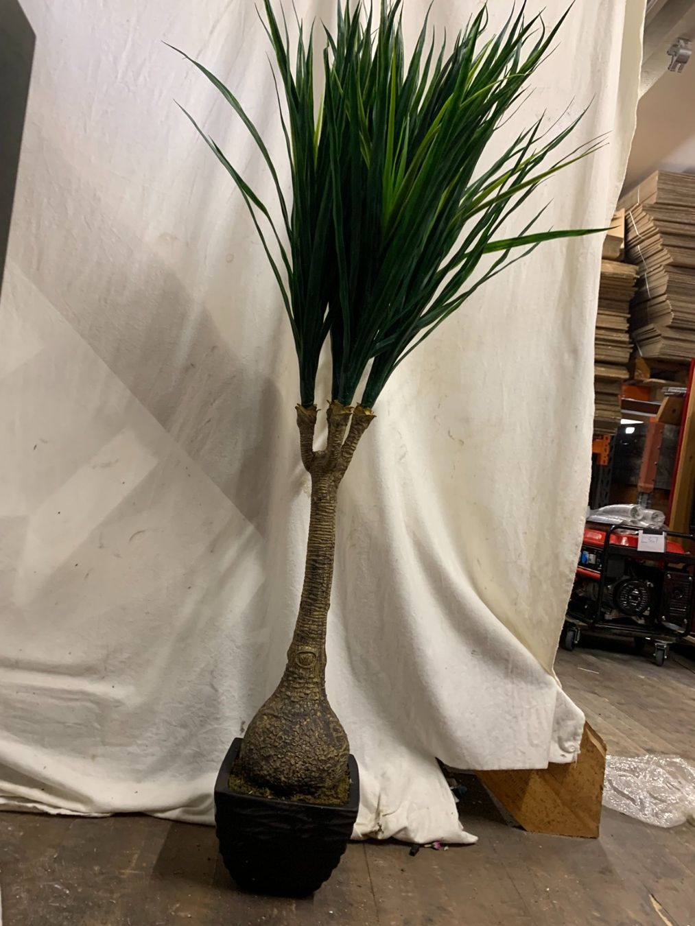 Piante & sementi: Decoflower Taro Palme 150cm im Topf – Nuovo (secondo la descrizione) da Däniken SO venduto da Profog1 3