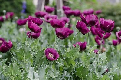 Piante & sementi: 500 Samen Mohn LAUREN'S GRAPE – Nuovo (secondo la descrizione) da Ehrendingen venduto da VerveinaSamen 5