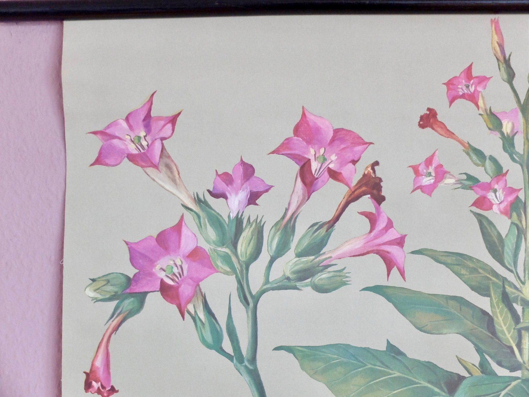 Posters & Illustrations: SCHULWANDBILD - TABAK – D'occasion à Goldach par Gaip 5