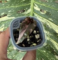 Alocasia Chantrieri Pink XS 