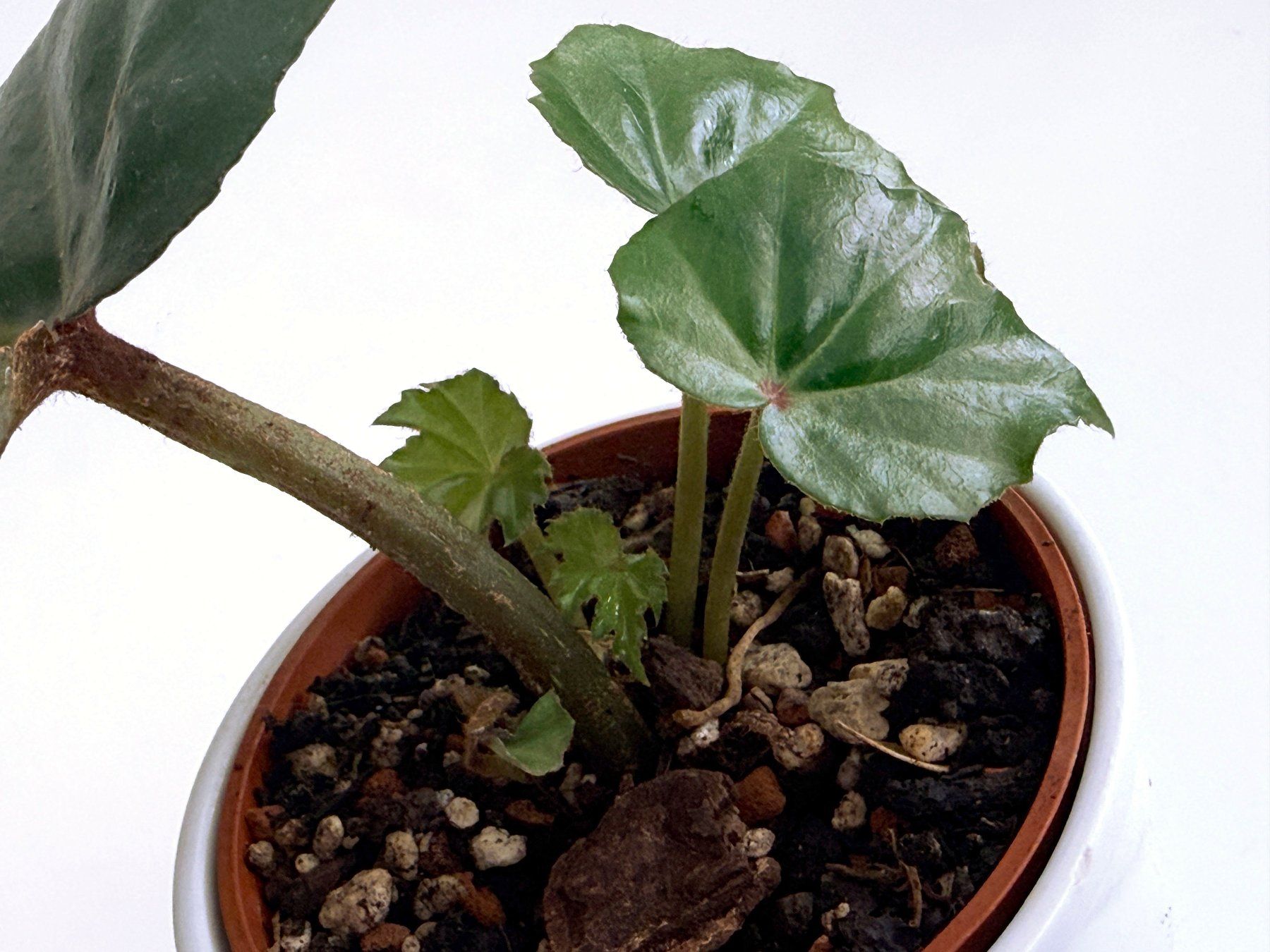 Piante & sementi: BEGONIA*PANCAKE***** – Nuovo (secondo la descrizione) da Dübendorf venduto da Orchid18 2